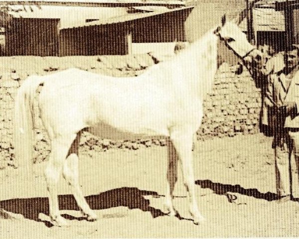 Zuchtstute Mahasin 1942 ox (Vollblutaraber, 1942, von Sheikh el Arab 1933 RAS)