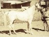 broodmare Mahasin 1942 ox (Arabian thoroughbred, 1942, from Sheikh el Arab 1933 RAS)