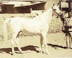 Zuchtstute Mahasin 1942 ox (Vollblutaraber, 1942, von Sheikh el Arab 1933 RAS)