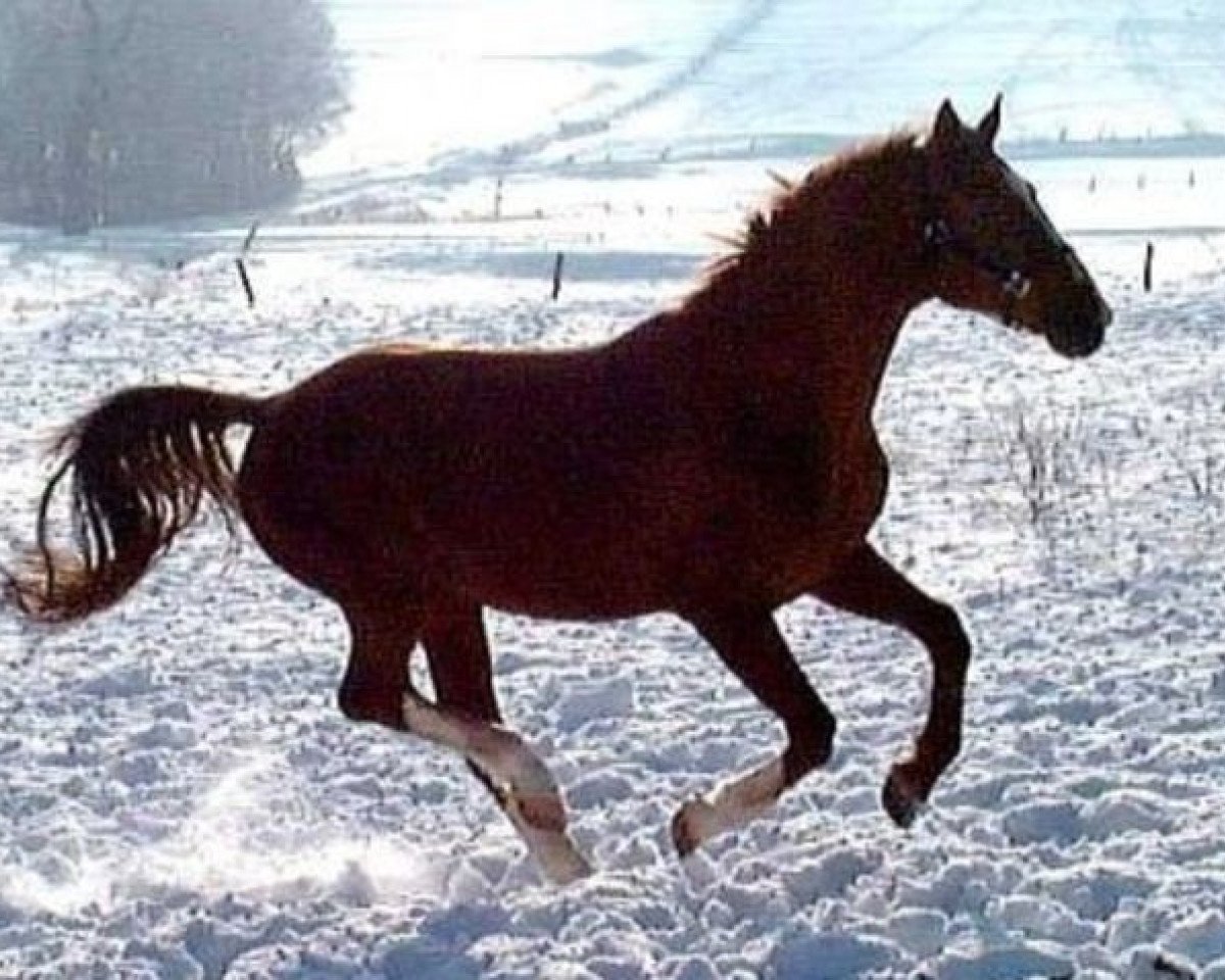 stallion Fashion King (Hanoverian, 1983, from Furioso II)