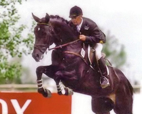 stallion Simply Spruce Meadows (Hanoverian, 1996, from Silvio I)