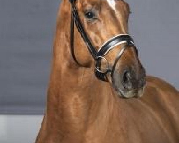 dressage horse Gk Don Cesar (Westphalian, 2010, from Desperados FRH)