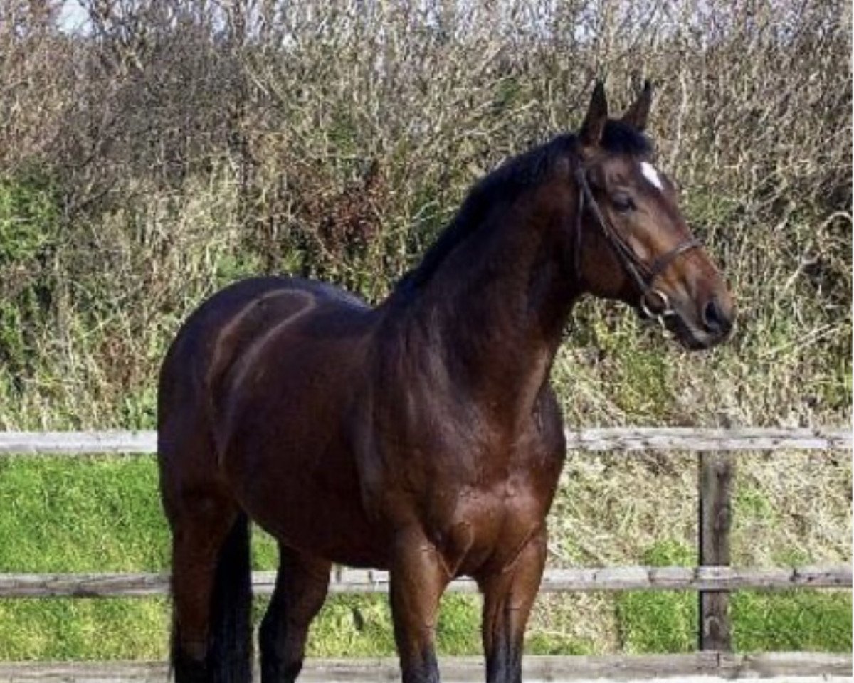 Deckhengst Mutazayid (Englisches Vollblut,  , von Darshaan xx)