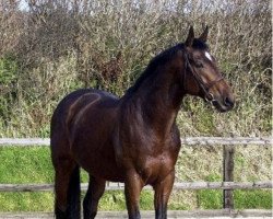 stallion Mutazayid (Thoroughbred,  , from Darshaan xx)