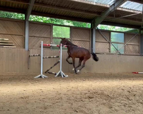 Video von Katana 17