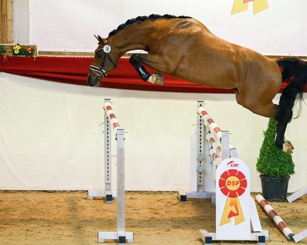 stallion Casino Cornet (German Sport Horse, 2019, from Casino Grande)