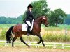 stallion Diorello Cr (German Riding Pony, 2009, from Dressman III)