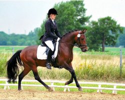 stallion Diorello Cr (German Riding Pony, 2009, from Dressman III)