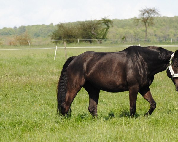 dressage horse Lillyfee (unknown, 2008)