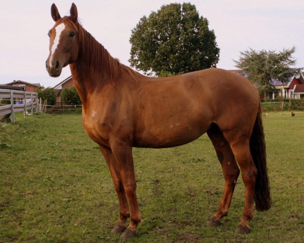 dressage horse Rubiena G (Hanoverian, 2007, from Rotspon)