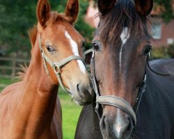 broodmare Hippotop's Ribana (Trakehner, 2000, from Poker E)