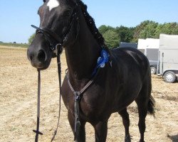 Springpferd Windorra 3 (Westfale, 2007, von Wind Dancer)