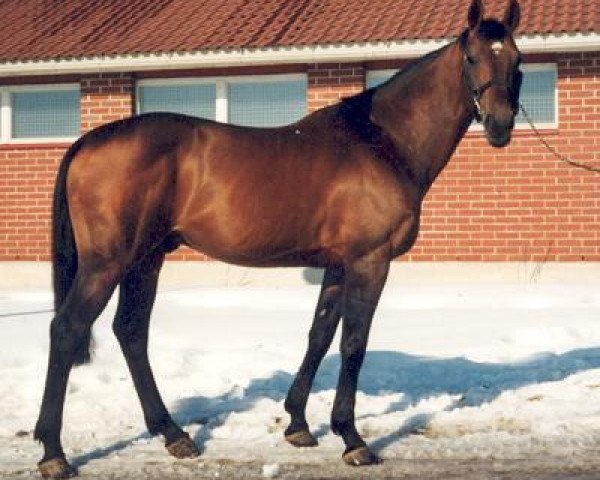 stallion Beaujolais 81 FIN (Dutch Warmblood, 1983, from Lucky Boy xx)