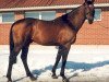 stallion Beaujolais 81 FIN (Dutch Warmblood, 1983, from Lucky Boy xx)
