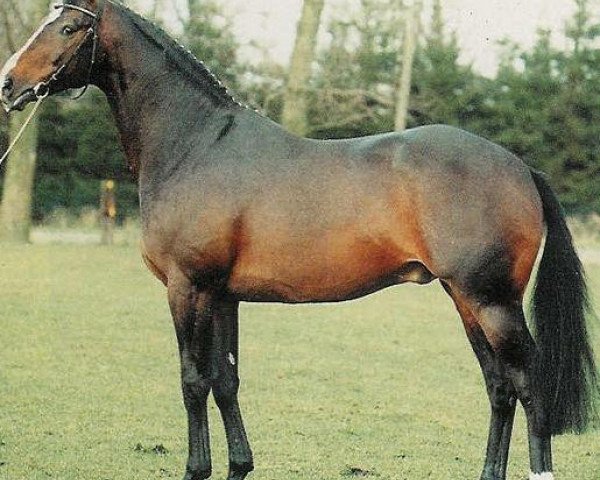 stallion A Lucky One (Royal Warmblood Studbook of the Netherlands (KWPN), 1982, from Lucky Boy xx)
