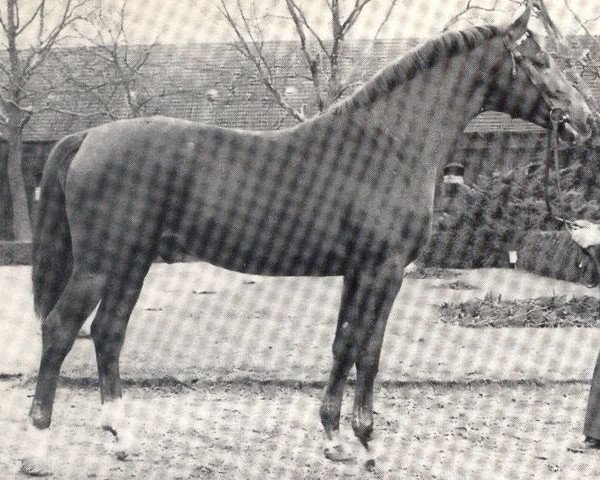 stallion Feuerschein II (Westphalian, 1977, from Frühlingstraum II)