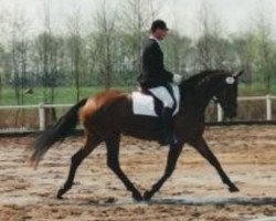 broodmare Chalina (Hanoverian, 1993, from Chasseur I)