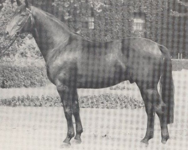 stallion Fluvius (Westphalian, 1965, from Flugsand)