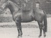 stallion Fluvius (Westphalian, 1965, from Flugsand)