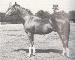 stallion Rialto xx (Thoroughbred, 1923, from Rabelais xx)