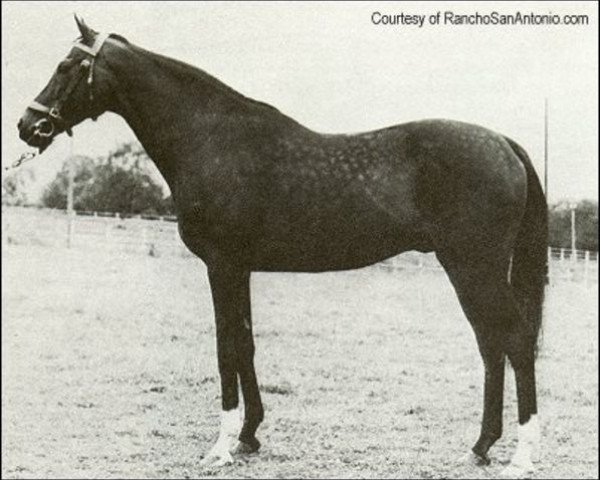 stallion Wild Risk xx (Thoroughbred, 1940, from Rialto xx)