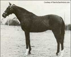 stallion Wild Risk xx (Thoroughbred, 1940, from Rialto xx)