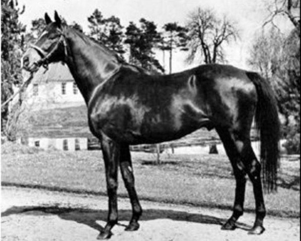 stallion Vimy xx (Thoroughbred, 1952, from Wild Risk xx)