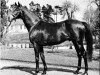 stallion Vimy xx (Thoroughbred, 1952, from Wild Risk xx)
