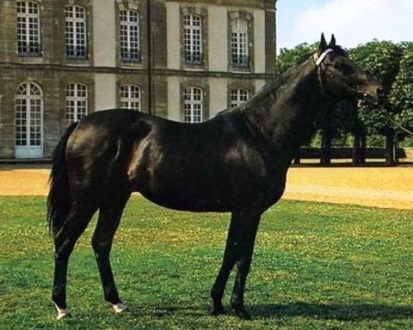 stallion Labus xx (Thoroughbred, 1971, from Busted xx)