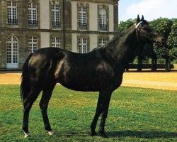 stallion Labus xx (Thoroughbred, 1971, from Busted xx)