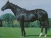 stallion Akarad xx (Thoroughbred, 1978, from Labus xx)