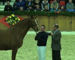 broodmare Lady Heida (Oldenburg, 1998, from Landor S)