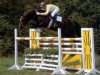 stallion Drosselklang I (Hanoverian, 1982, from Don Carlos 4088)