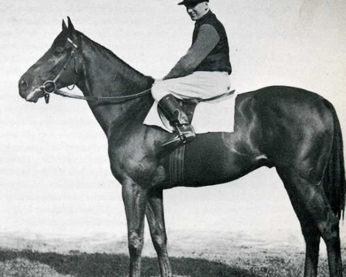 stallion Sturmvogel xx (Thoroughbred, 1932, from Oleander xx)