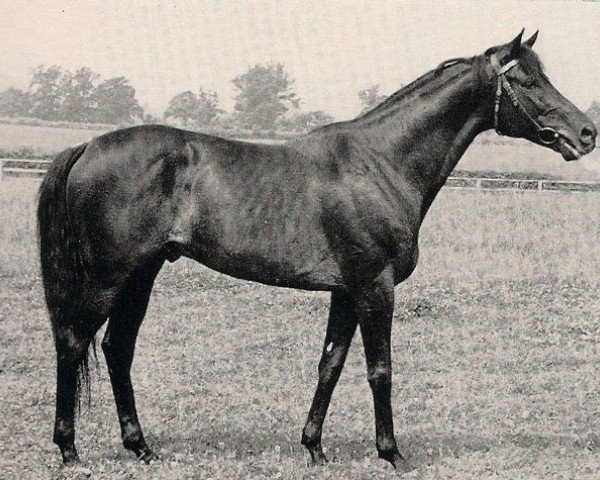 stallion Andalusier xx (Thoroughbred, 1954, from Ticino xx)