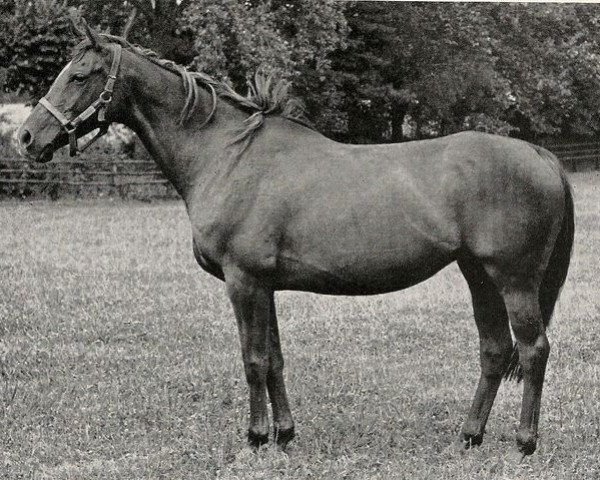 broodmare Promised Lady xx (Thoroughbred, 1961, from Prince Chevalier xx)