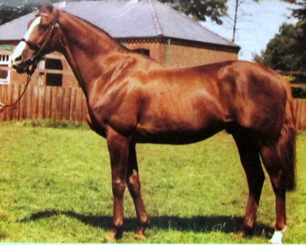stallion Lombard xx (Thoroughbred, 1967, from Agio xx)