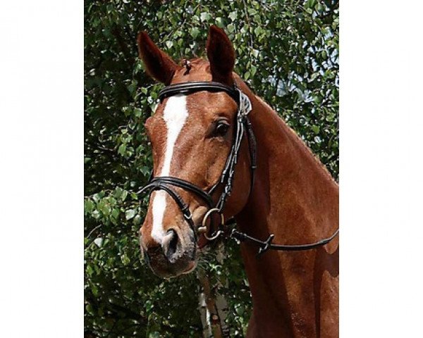 dressage horse Da Vinci 200 (Hanoverian, 2006, from Denekas)