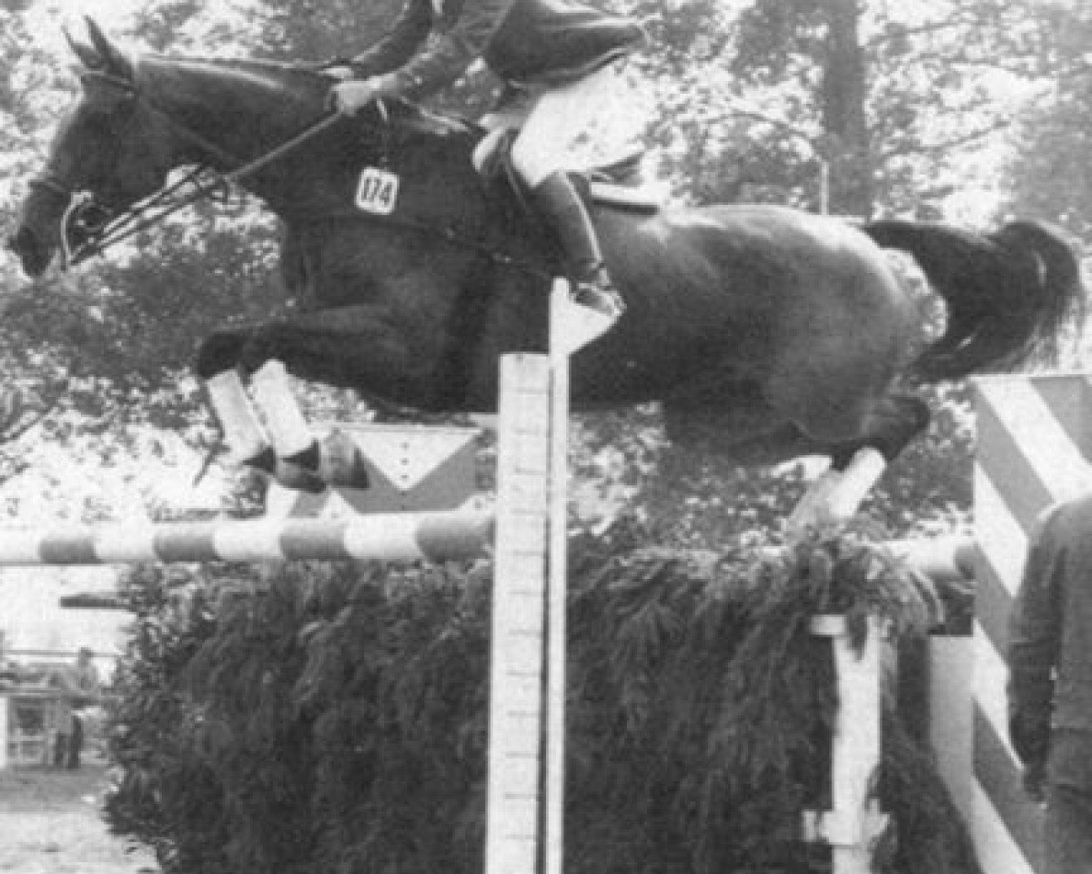 Zuchtstute Landgraefin 10 (Holsteiner, 1970, von Ladykiller xx)