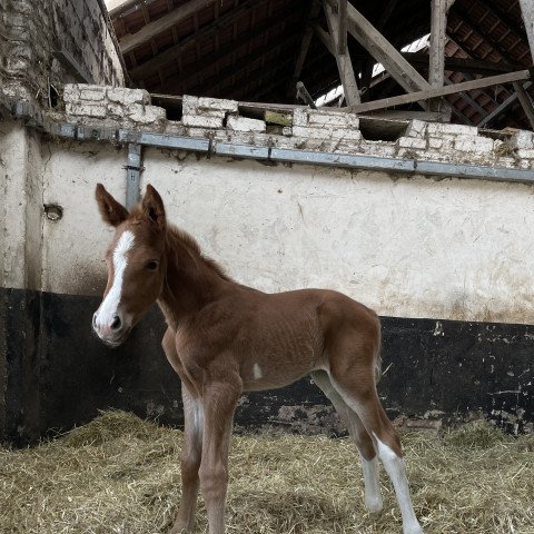 dressage horse Fabulous (Westphalian, 2022, from Flavis)