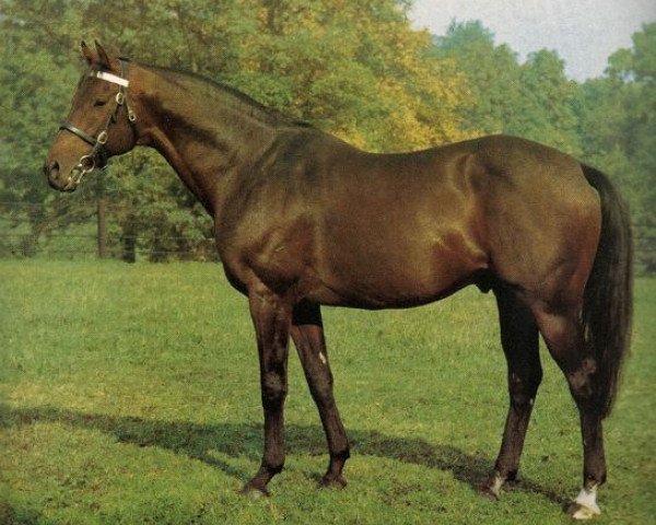 stallion Pantheon xx (Thoroughbred, 1958, from Borealis xx)
