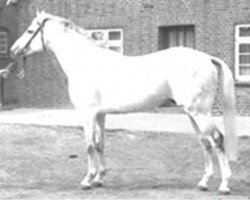 stallion Escort xx (Thoroughbred, 1967, from Pantheon xx)