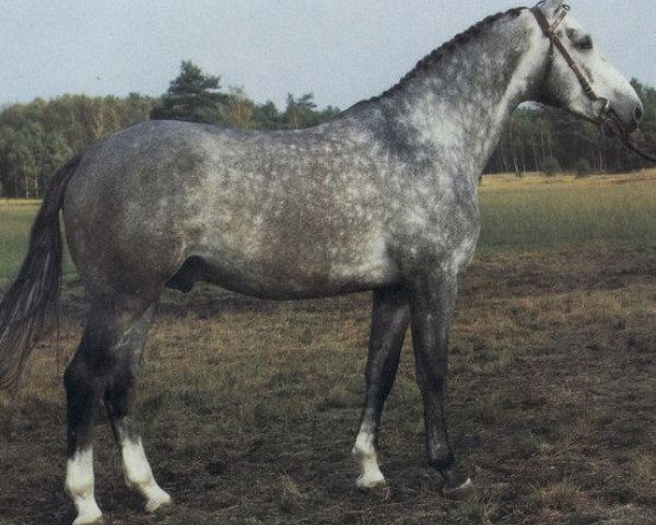 stallion Germane (Hanoverian, 1981, from Godehard)