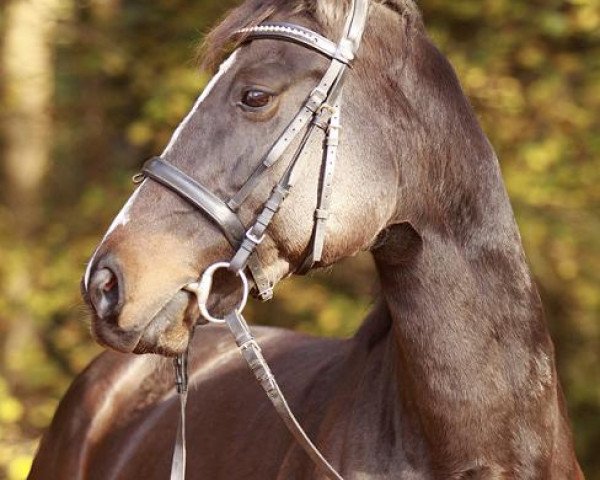 Pferd Kimora Fast (Deutsches Reitpony, 2001, von Fast Eddy xx)