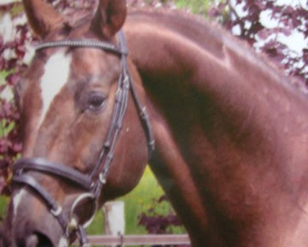 stallion Donnergold (Oldenburg, 1992, from Donnerschlag)