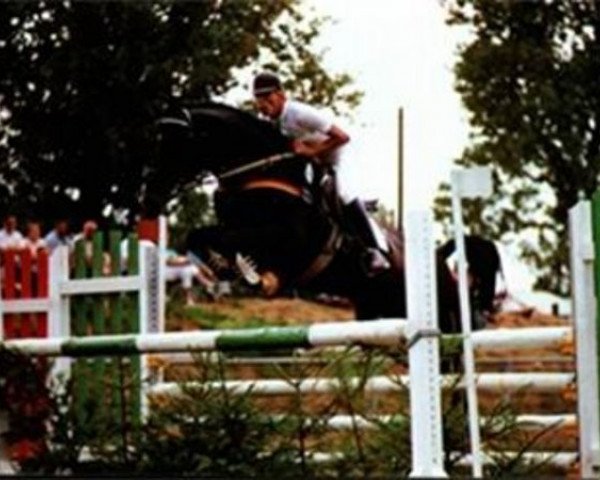 stallion Woernitz (Hanoverian, 1976, from Woermann)