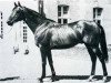 stallion Canapville xx (Thoroughbred, 1968, from Snob xx)
