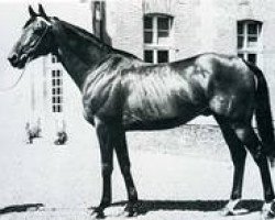 stallion Canapville xx (Thoroughbred, 1968, from Snob xx)