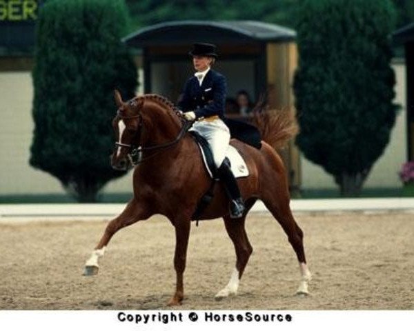 stallion Al Martino (Oldenburg, 1983, from Aktuell)