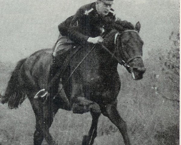 stallion Endflug (Hanoverian, 1955, from Endspurt xx)
